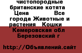чистопородные британские котята › Цена ­ 10 000 - Все города Животные и растения » Кошки   . Кемеровская обл.,Березовский г.